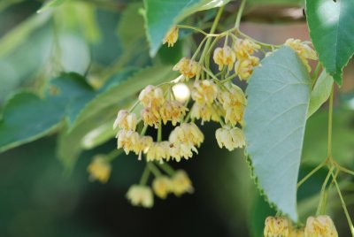 Tilia miqueliana - lípa Miquelova - květenství s listem
